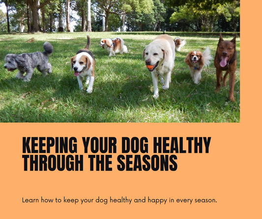 Seasonal Pet Dog Care: Essential Tips to Keep Your Canine Happy and Healthy All Year Round