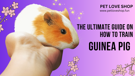 The Ultimate Guide on How to Train Guinea Pigs: A Comprehensive Approach