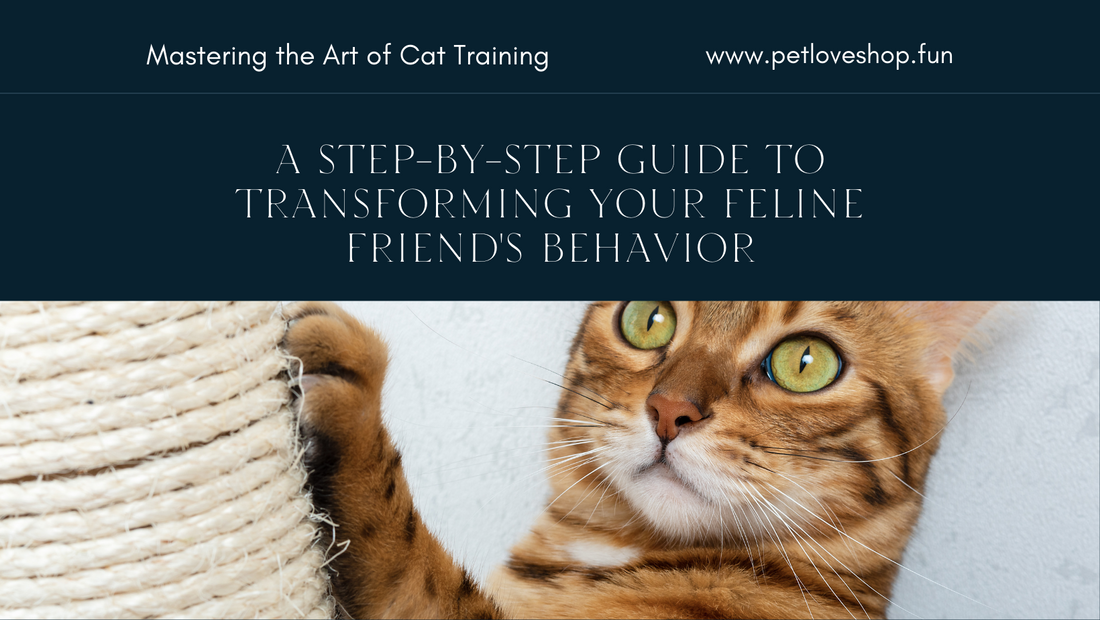 Cat Training