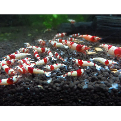 Aquarium Fish Shrimp Food: Nutrient-Rich Feed